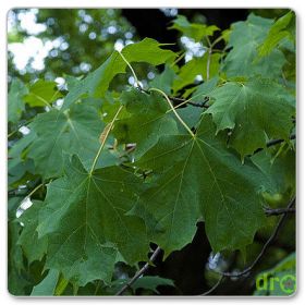Klon cukrowy (Acer saccharum)