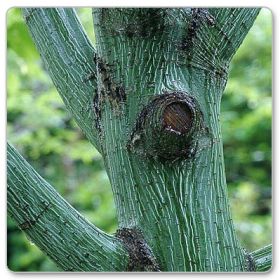 Klon zielonokory (Acer tegmentosum)
