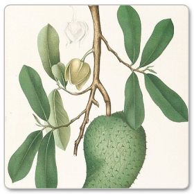 Guanabana, Graviola, Flaszowiec miękkociernisty (Annona muricata)