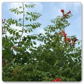 Milin amerykański, kapsis korzeniowy (Campsis radicans)