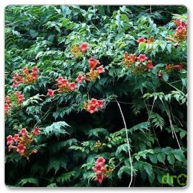 Milin amerykański, kapsis korzeniowy (Campsis radicans)