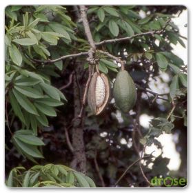 Drzewo kapokowe, puchowiec pięciopręcikowy (Ceiba pentandra)