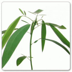 Tańcząca roślina (Codariocalyx motorius)