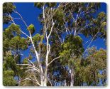 Eukaliptus cytrynowy