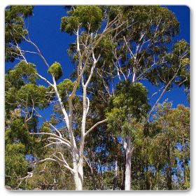 Eukaliptus cytrynowy (Eucalyptus citriodora, Corymbia citriodora)