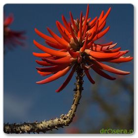 Erytrina, koralodrzew (Erythrina coralloides)