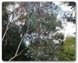 Eukaliptus popielaty