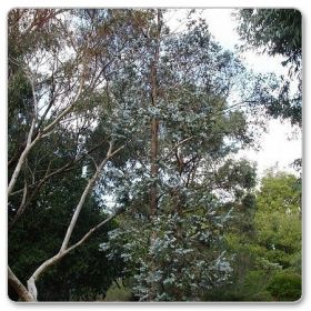 Eukaliptus popielaty (Eucalyptus cinerea)