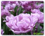 Tulipan pełny późny 'Lilac Perfection'