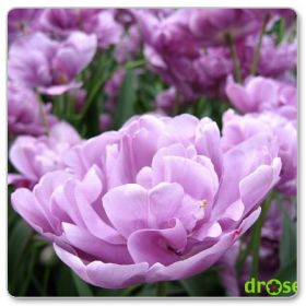Tulipan pełny późny 'Lilac Perfection' (Tulipa 'Lilac Perfection')