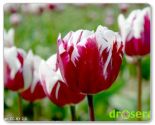 Tulipan Triumph 'Zurel' / 'Rem's Favourite'