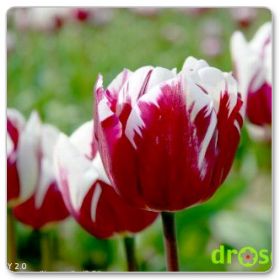 Tulipan Triumph 'Zurel' / 'Rem's Favourite' (Tulipa 'Zurel' / 'Rem's Favourite')