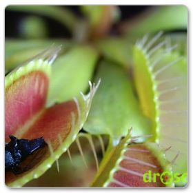 Muchołówka amerykańska 'Red-green' (Dionaea muscipula 'Red-green')