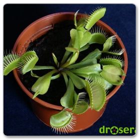 Muchołówka amerykańska (Dionaea muscipula 'Regular form')