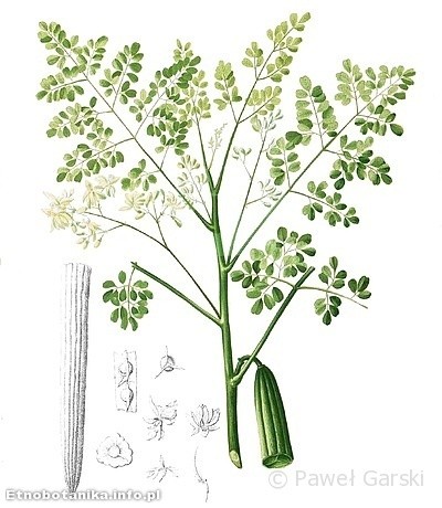Moringa olejodajna (Moringa oleifera)