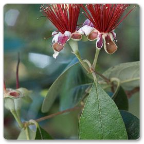 Akka Sellowa, fejhoa sellowska (Acca sellowiana, Feijoa sellowiana)