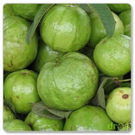 Gujawa właściwa, gruszla właściwa (Psidium guajava)