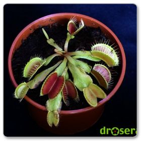 Muchołówka amerykańska 'Red-green' (Dionaea muscipula 'Red-green')